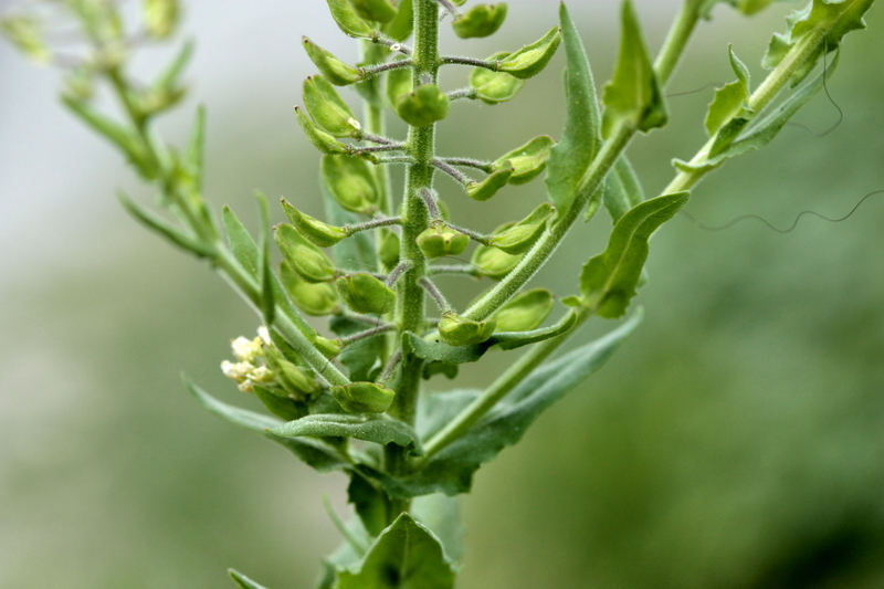 Lepidium campestre / Lepidio campestre